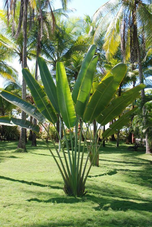 Beso Del Viento (Adults Only) Hotell Parrita Exteriör bild
