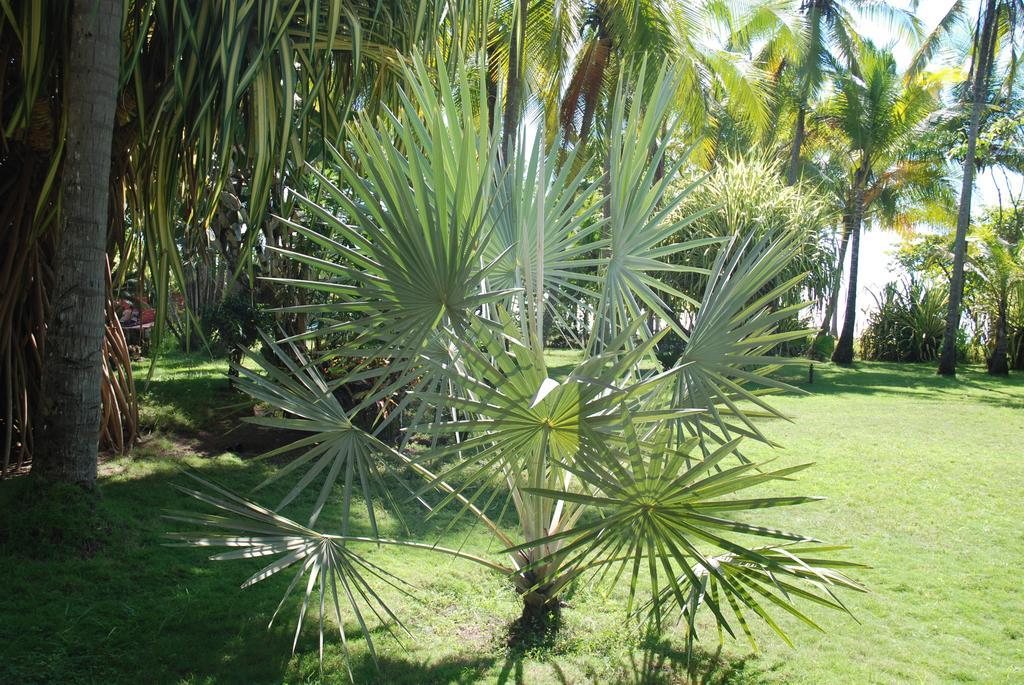 Beso Del Viento (Adults Only) Hotell Parrita Exteriör bild